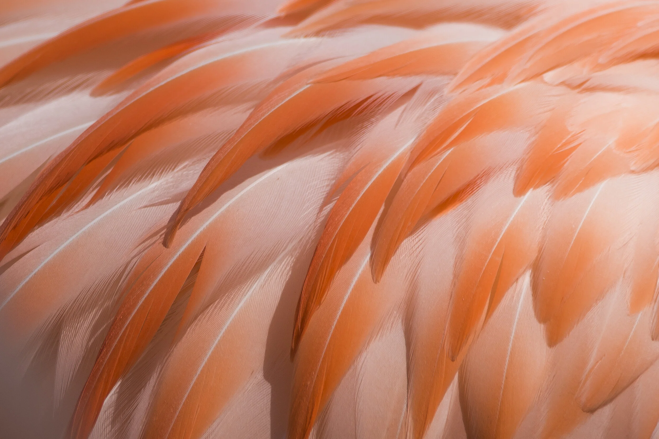 Bird up close.jpg