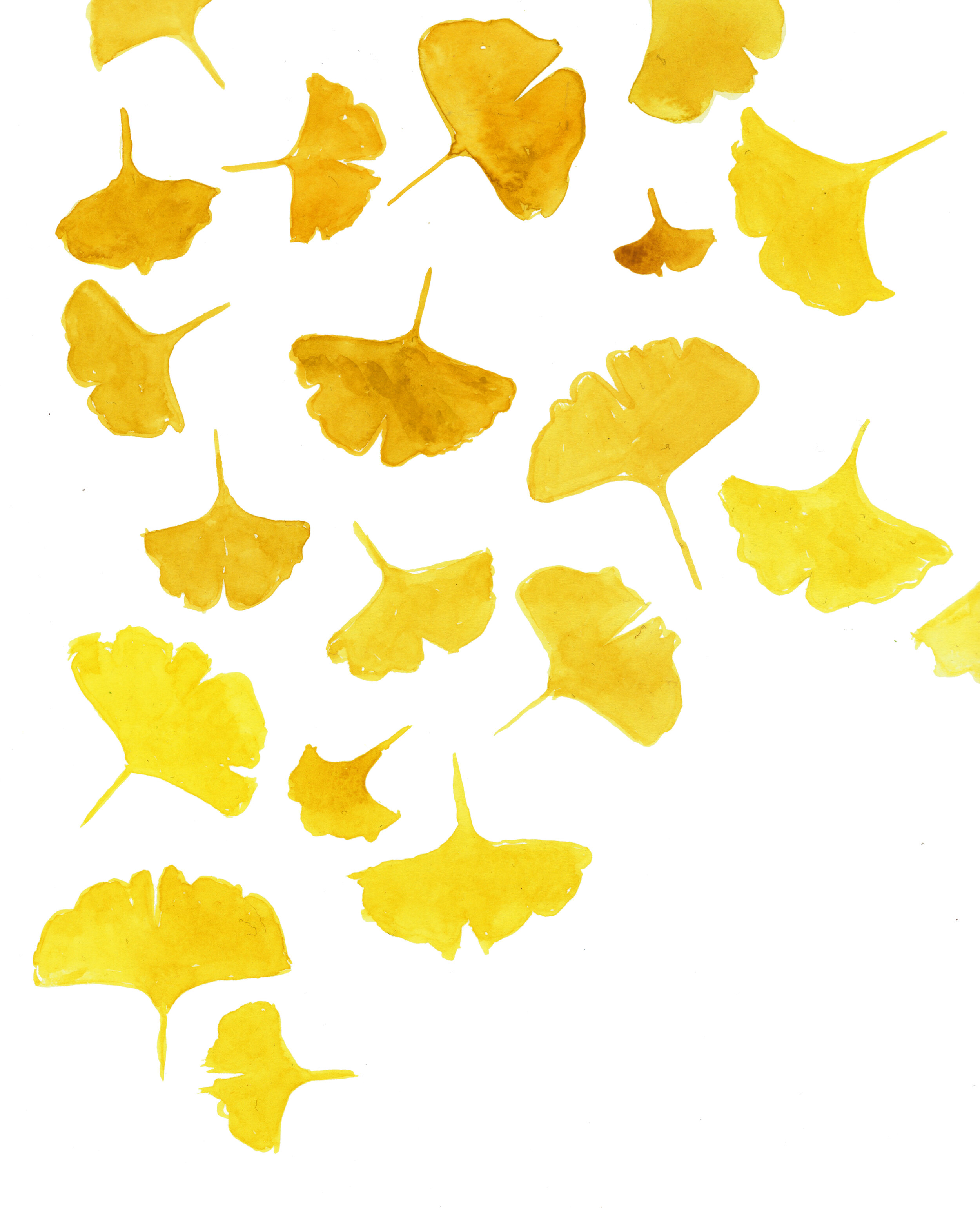 Ginkgo.jpg