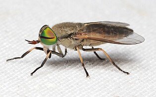 Horsefly (Tabanidae) — EcoSpark