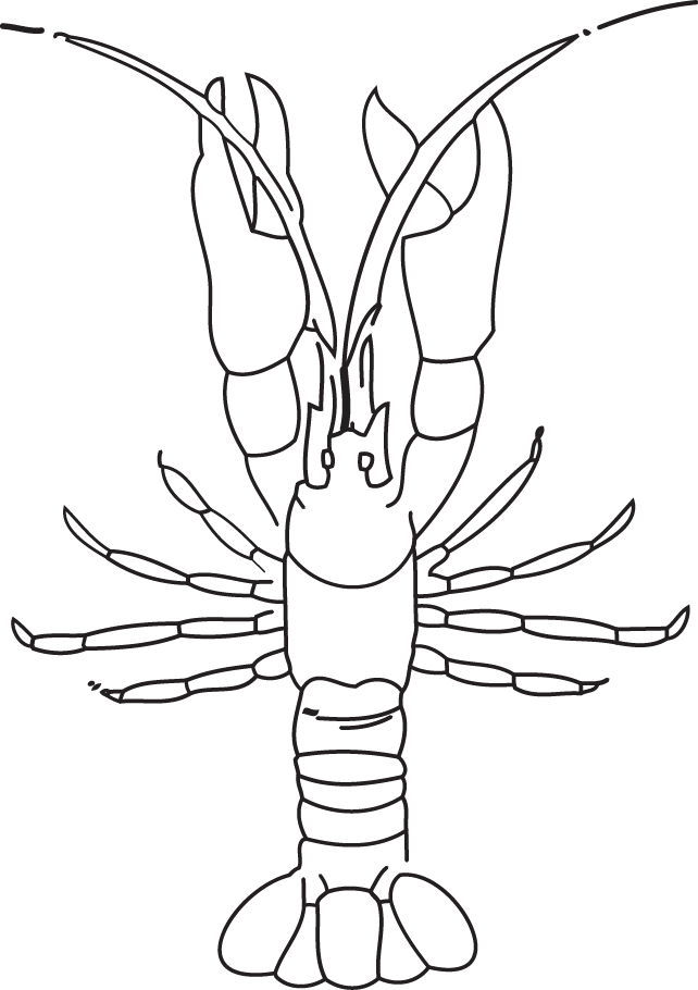 Crayfish (Decapoda) — EcoSpark