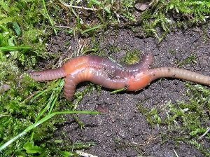 Life Underwater Series: Life of the Aquatic Earthworm — EcoSpark