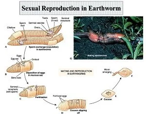 Earthworm Reproduction Cycle Life Cycle Of An Earthworm Free earthworm-reproduction-cycle-life-cycle-of-an-earthworm-free