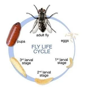 Fly Offspring Fly Egg To Fly