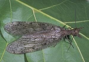 Life of the Hellgrammites: a look into fishflies, dobsonflies and