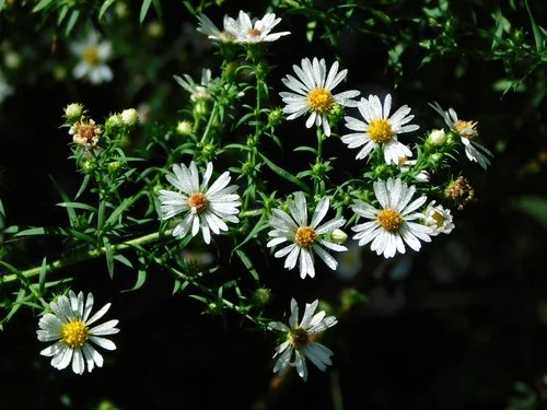 Hairy White Oldfield Aster