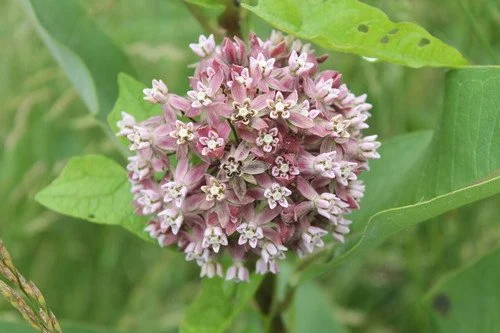 Common Milkweed
