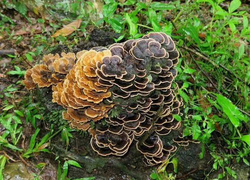 Turkey-Tail