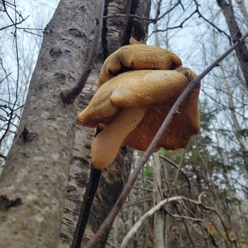Elm Mushroom