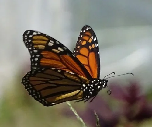 Monarch Butterfly