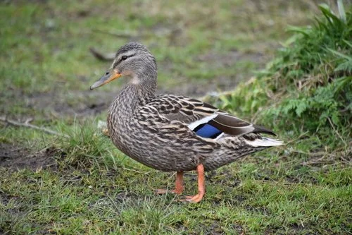 Mallard
