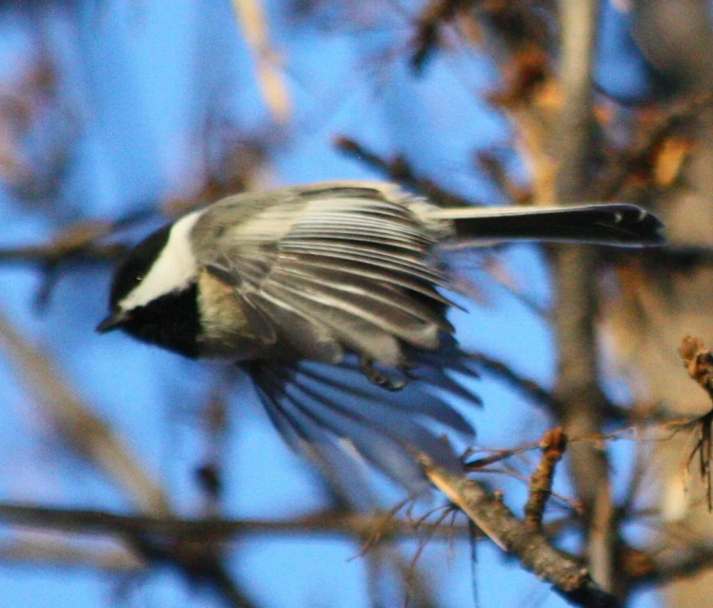 Black-capped Chickadee