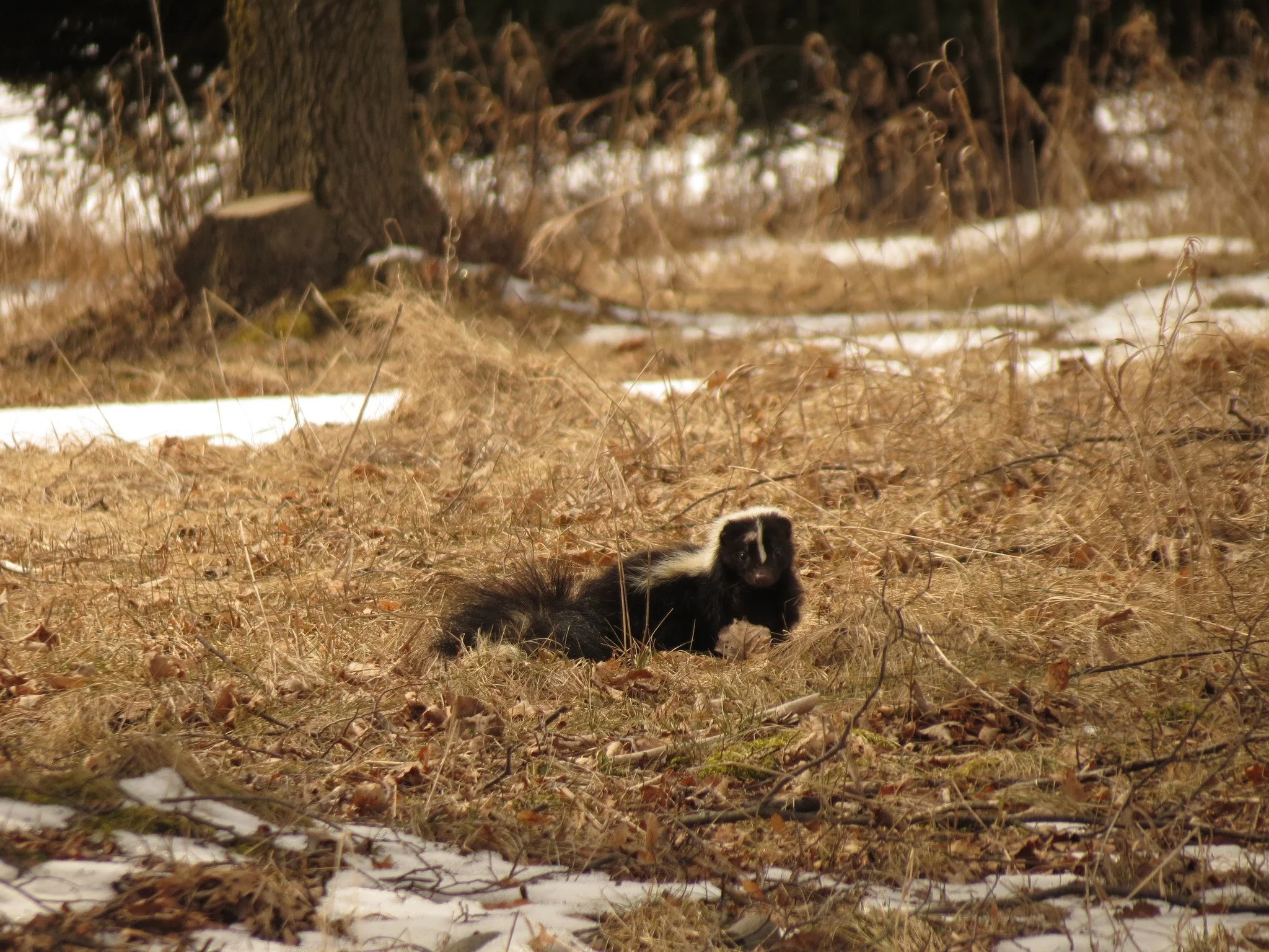 Striped Skunk