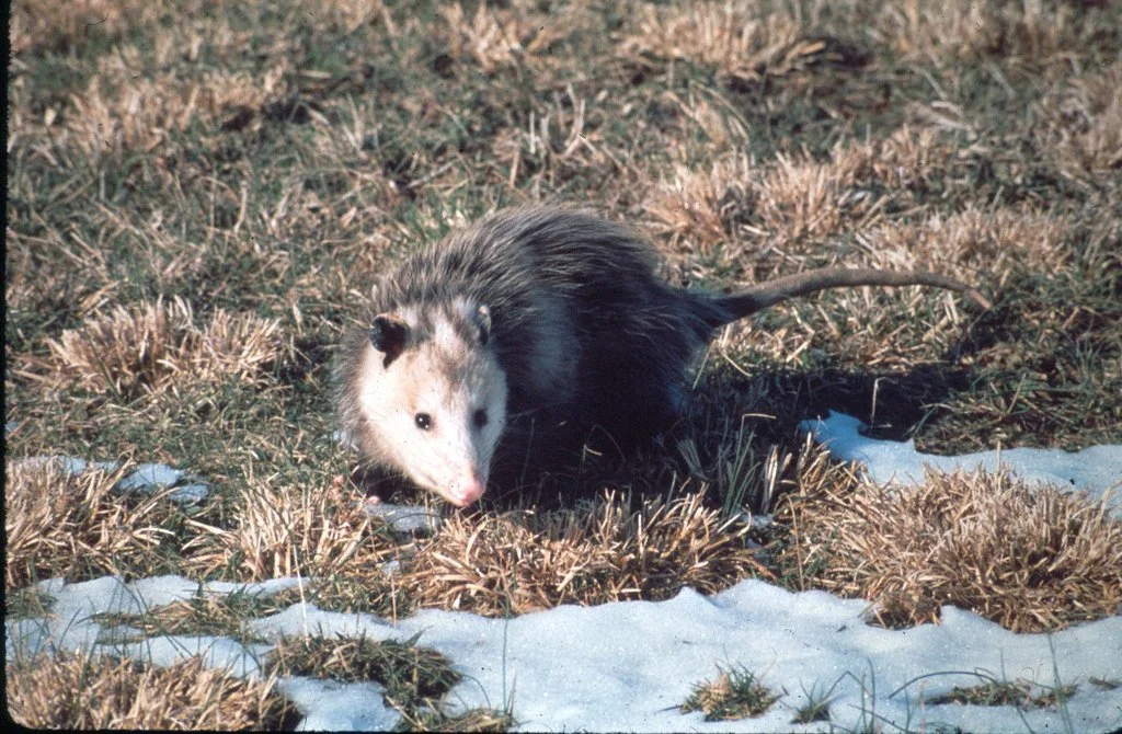 Virginia Opossum