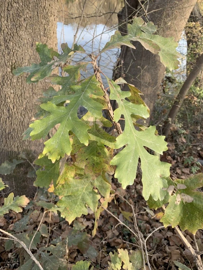 Bur Oak