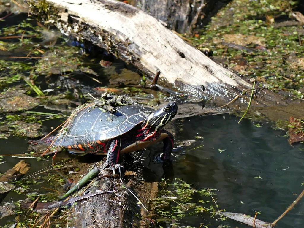 Painted Turtle