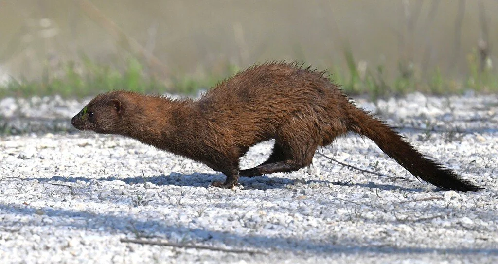 American Mink