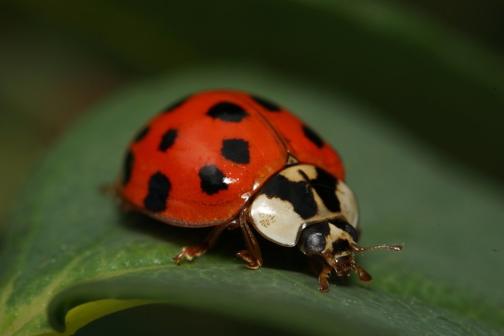 Asian Lady Beetle