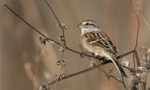 American Tree Sparrow