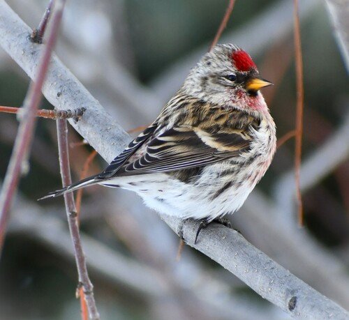 common Redpoll