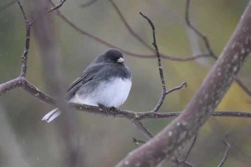 Dark-eyed Junco