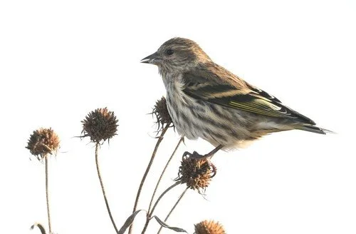 Pine Siskin