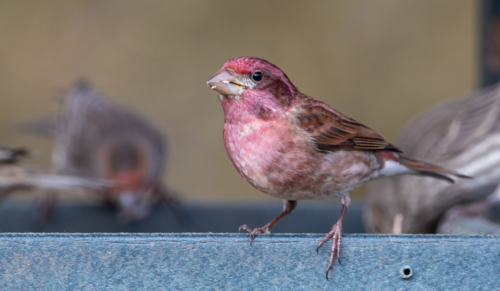 Purple Finch