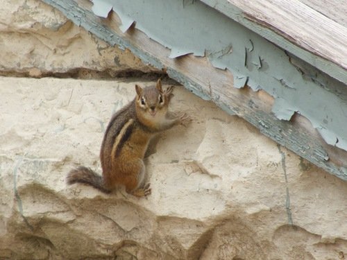 Eastern Chipmunk
