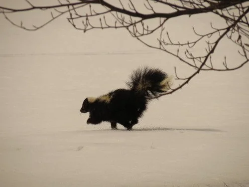 Striped Skunk
