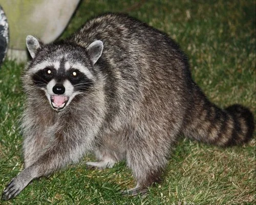 Common Raccoon