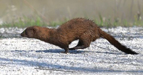American Mink