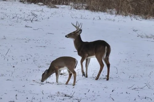 White-tailed Deer
