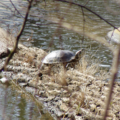Pond Slider