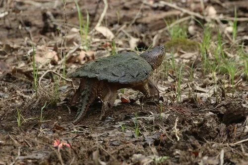 Common Snapping Turtle