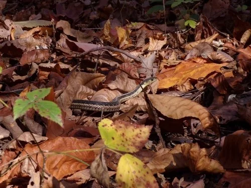 Common Garter Snake