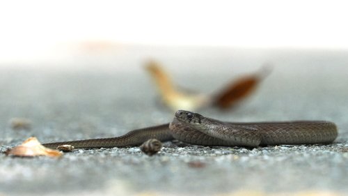 Dekay's Brownsnake