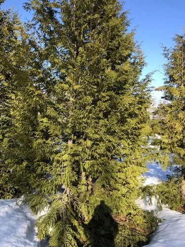 Eastern White Cedar