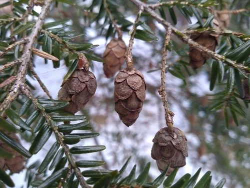 Eastern Hemlock