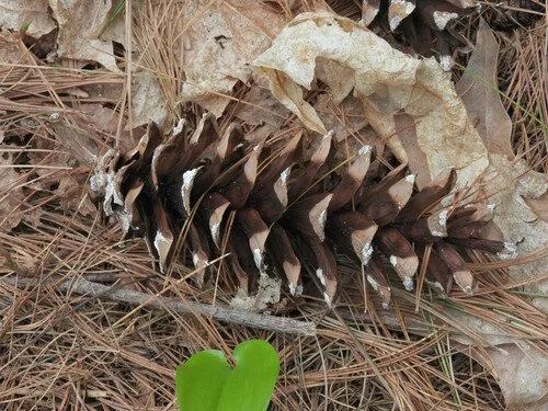 Eastern White Pine