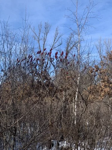 Staghorn Sumac
