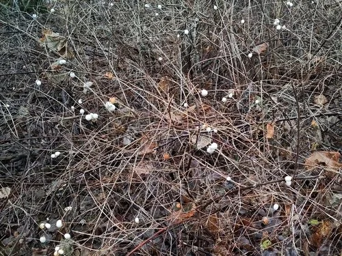 Common Snowberry