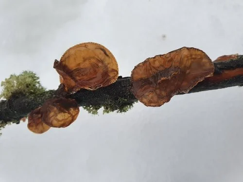Amber Jelly Fungus