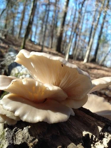 Oyster Mushroom