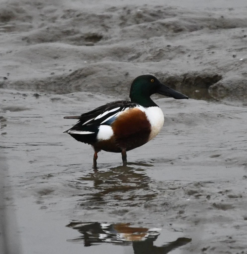 Northern Shoveler