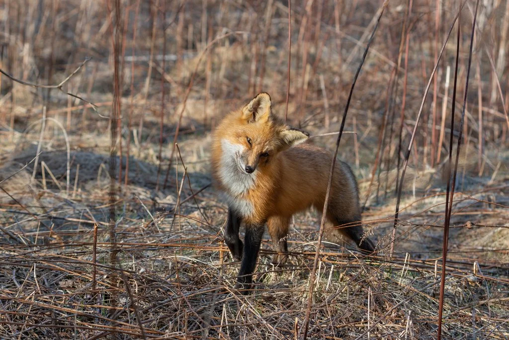 Red Fox