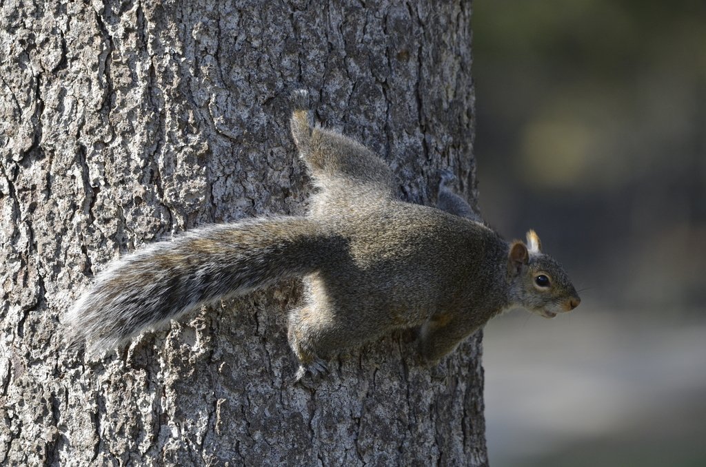 Eastern Gray Squirrel 