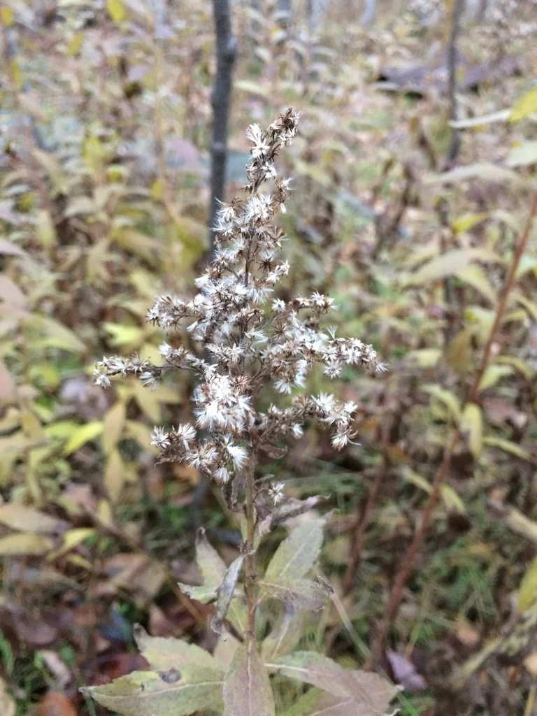 Roughleaf Goldenrod