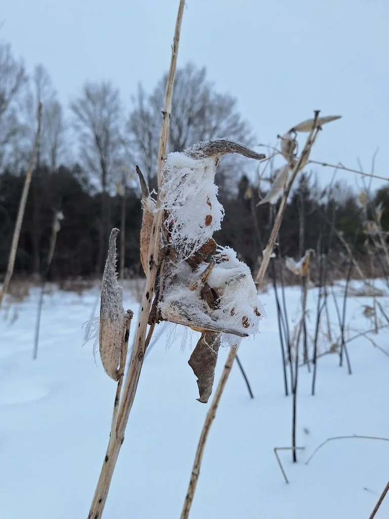 Common Milkweed