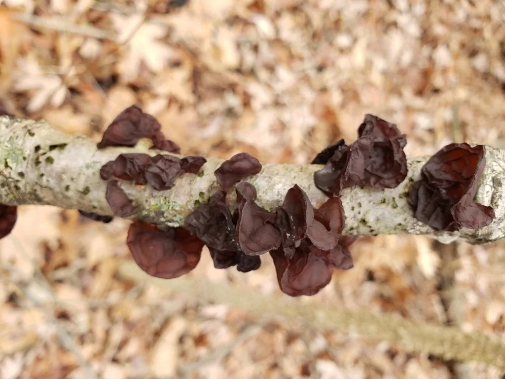 American Amber Jelly Fungus