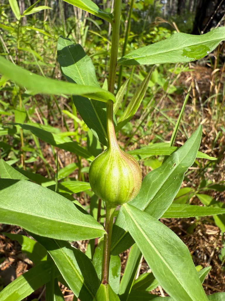 Goldenrod (with a gall)