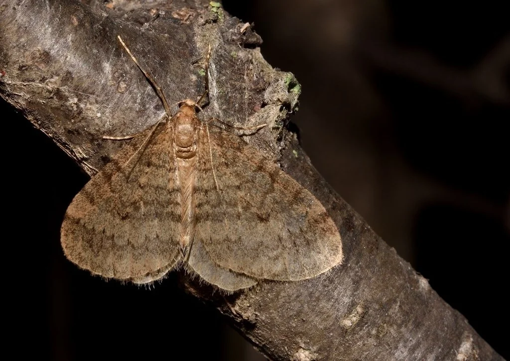 Winter Moth 